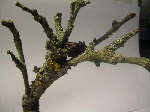 Arbre mort dans une forêt