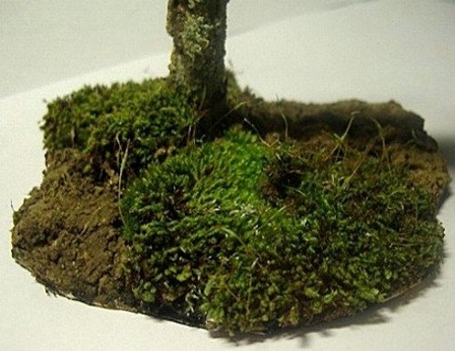 Arbre mort dans une forêt